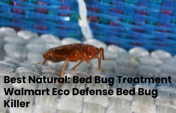 Bed Bug Treatment Walmart 